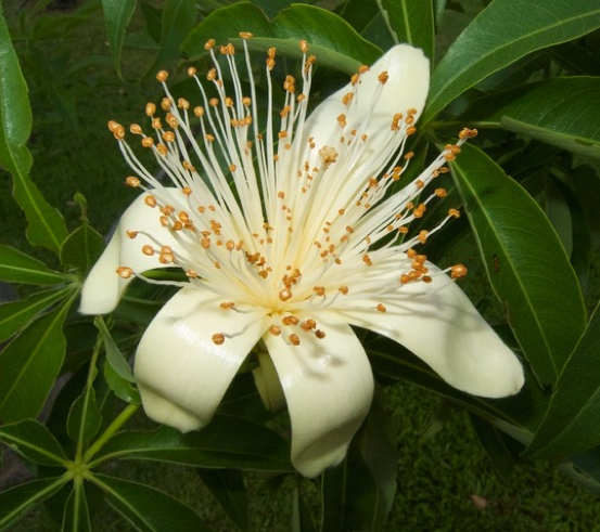 Image of Boab