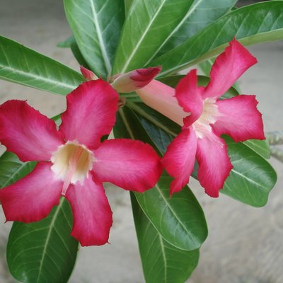 Image of Desert Rose