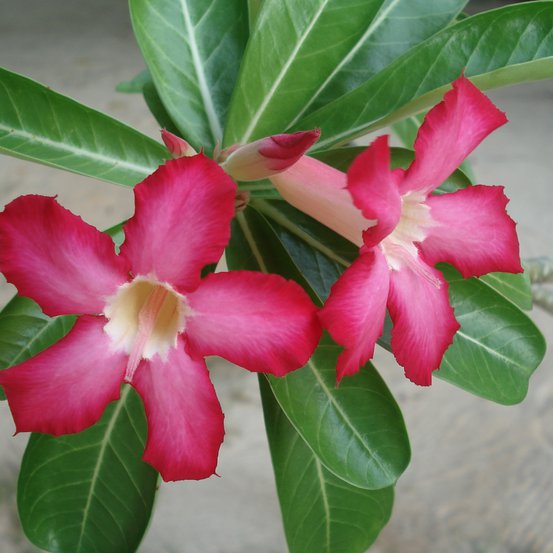 Image of Desert Rose