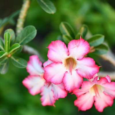 Image of Desert Rose 