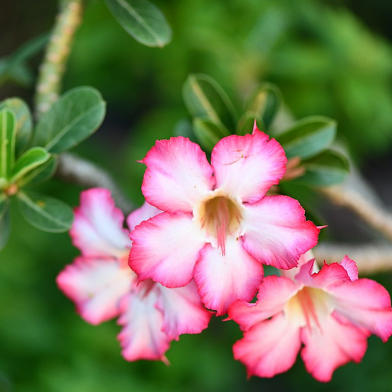 Image of Desert Rose 