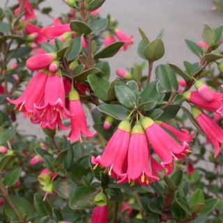 Image of Adorabell