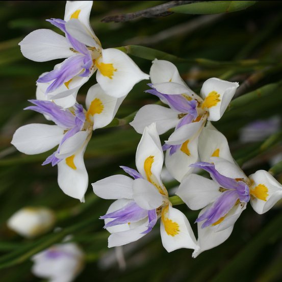 Image of African Iris