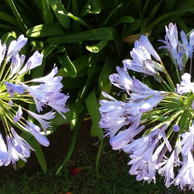 Image of African Lily
