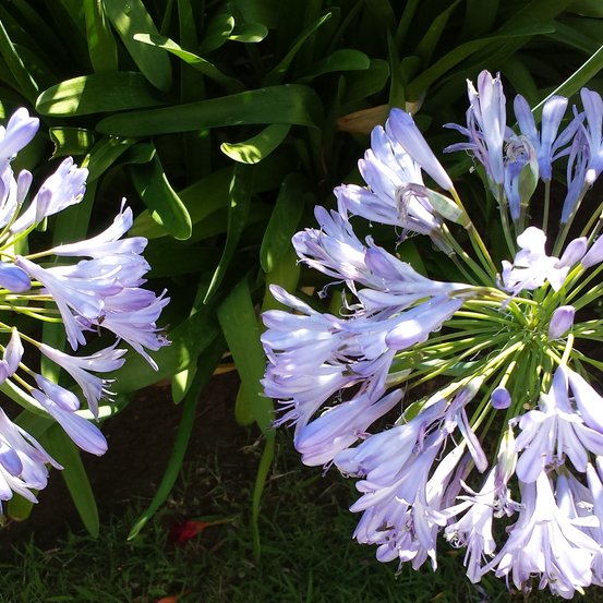Image of African Lily