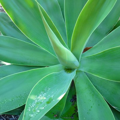 Image of Swans Neck Agave
