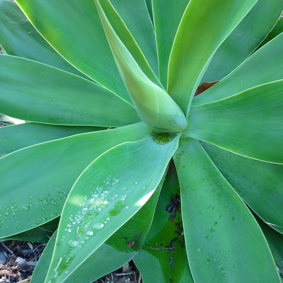 Image of Swans Neck Agave