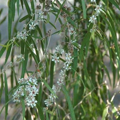 Image of Peppermint Willow