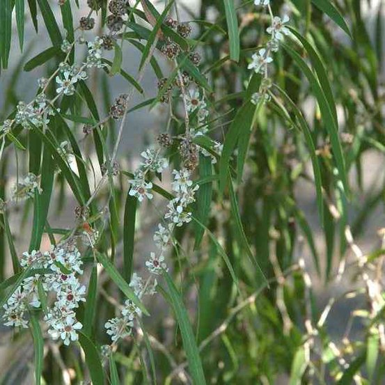 Image of Peppermint Willow