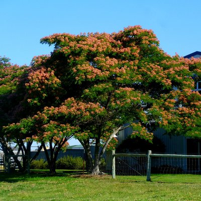 Image of Persian Silk Tree