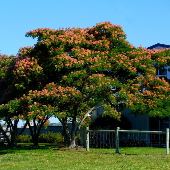 Image of Persian Silk Tree