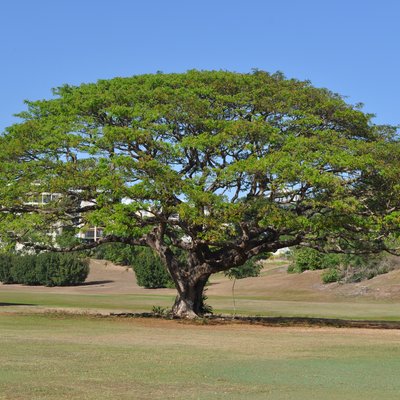 Image of Rain Tree