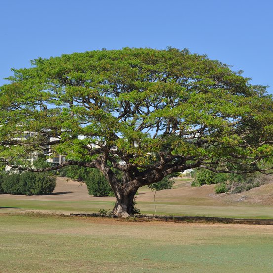 Image of Rain Tree