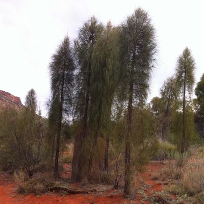 Image of Desert Oak