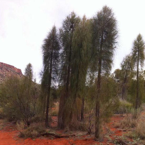 Image of Desert Oak