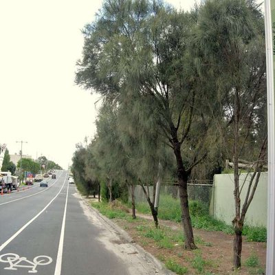 Image of Drooping She Oak