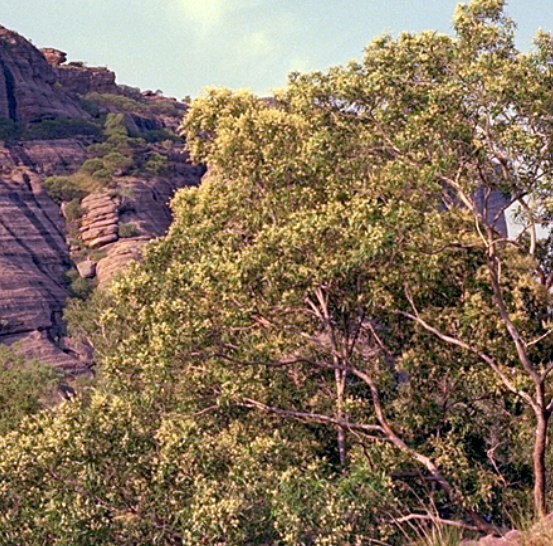 Image of Anbinik 