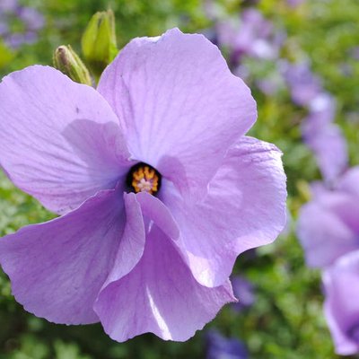 Image of Blue Hibiscus