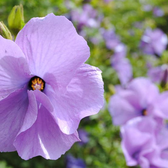 Image of Blue Hibiscus