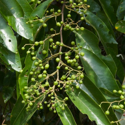 Image of Soap Tree