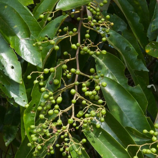 Image of Soap Tree