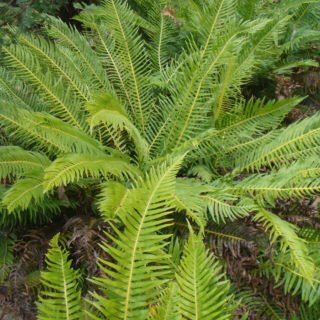 Image of Alpine Water Fern