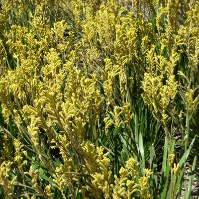 Image of Kangaroo Paw