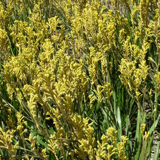 Image of Kangaroo Paw