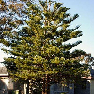 Image of Norfolk Island Pine