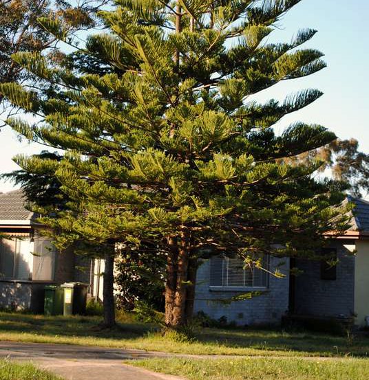 Image of Norfolk Island Pine