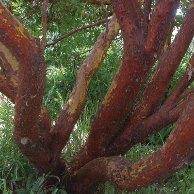 Image of Grecian Strawberry Tree