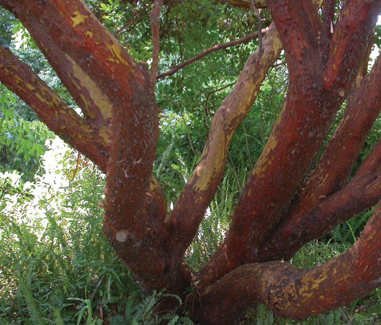 Image of Grecian Strawberry Tree