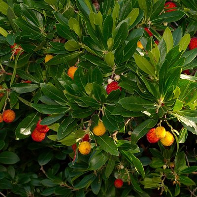 Image of Strawberry Tree