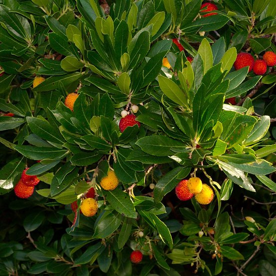 Image of Strawberry Tree