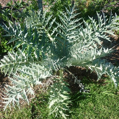 Image of Globe Artichoke
