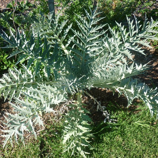 Image of Globe Artichoke