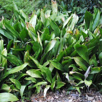 Image of Cast-Iron plant