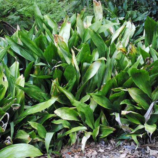 Image of Cast-Iron plant