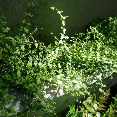 Image of Necklace fern
