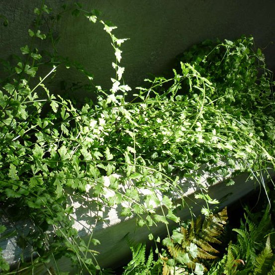 Image of Necklace fern