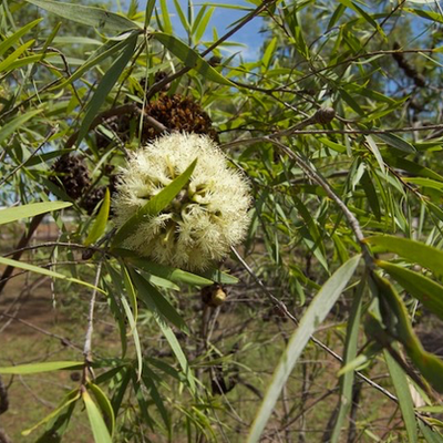 Image of Asteromyrtus magnifica
