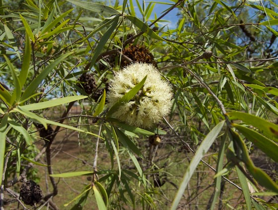 Image of Asteromyrtus magnifica