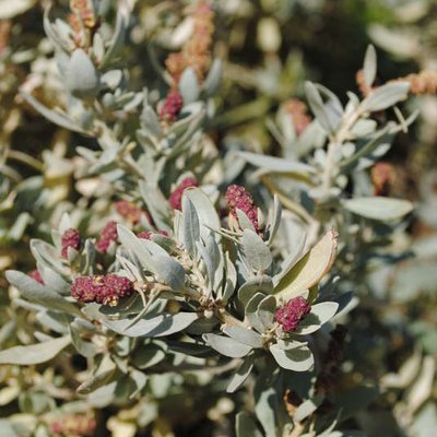 Image of Coastal Saltbush