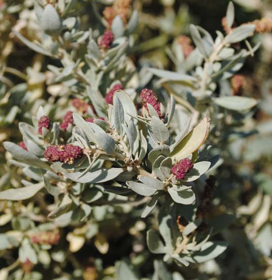 Image of Coastal Saltbush