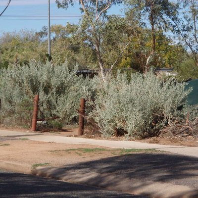 Image of Old Man Saltbush