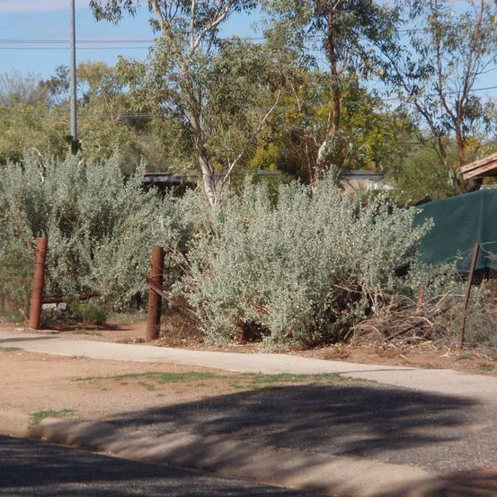 Image of Old Man Saltbush