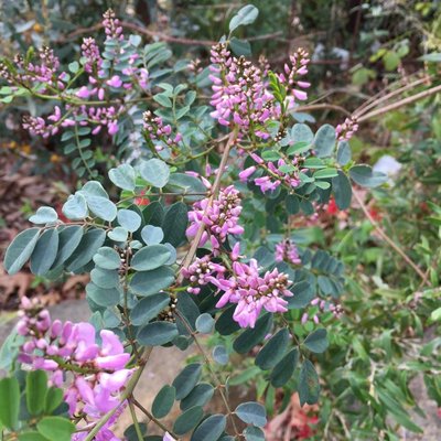 Image of Austral Indigo