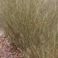 Image of Austrostipa