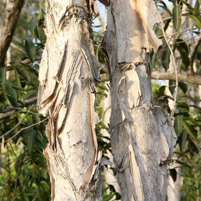 Image of Broad leaved paperbark