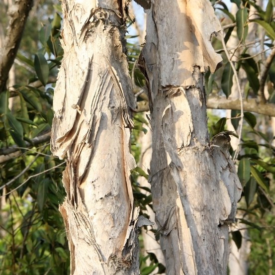 Image of Broad leaved paperbark
